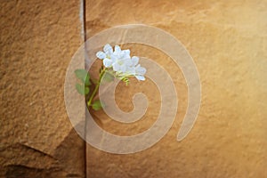 White flower growing on crack stone wall, warm color