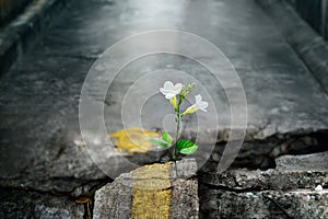 White flower growing on crack street, soft focus