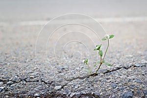 White flower growing on crack street, soft focus