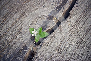 White flower growing on crack street, soft focus