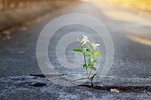 White flower growing on crack street, soft focus