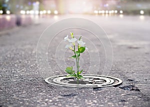 White flower growing on crack street, soft focus, blank text