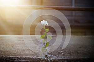 White flower growing on crack street in sunbeam