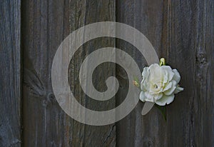 White flower growing out of wooden fence