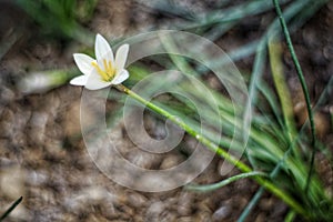 A white flower grows beautifully alone