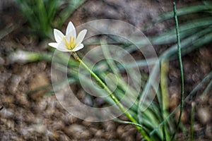 a white flower grows beautifully alone