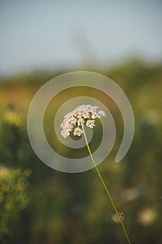 a white flower grows in a field among grasses. Summer flowers