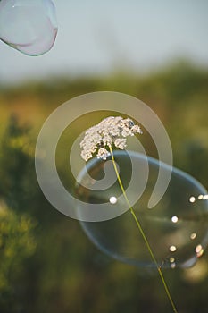 a white flower grows in a field among grasses. Summer flowers. Children blow soap bubbles. Soap bubble on a flower