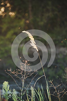 a white flower grows in a field among grasses. Summer flowers. Children blow soap bubbles. Soap bubble on a flower