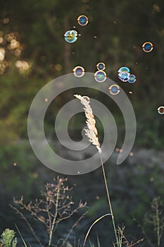 a white flower grows in a field among grasses. Summer flowers. Children blow soap bubbles. Soap bubble on a flower