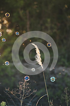 a white flower grows in a field among grasses. Summer flowers. Children blow soap bubbles. Soap bubble on a flower