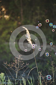 a white flower grows in a field among grasses. Summer flowers. Children blow soap bubbles. Soap bubble on a flower