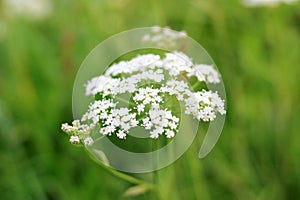 White flower grows in a green meadow