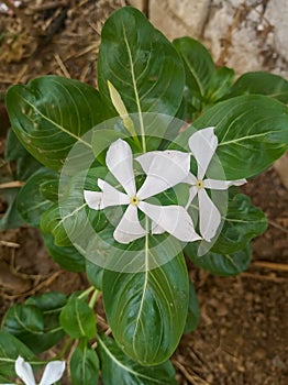 A white flower grows in the quietness. Let your tongue become that flower. photo