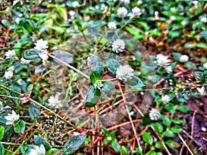 This white flower grows wild in my backyard