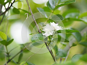 White flower of guava friut name Psidium guajava Linn. Myrtaceae photo