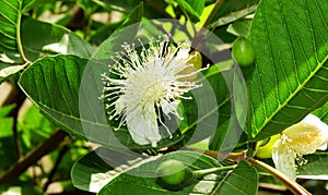 White flower of a Guava Fruit,and guava flower buds on the tree