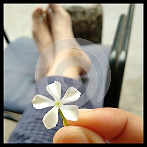 White flower in hands with blur background