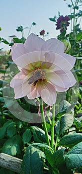 White flower having glowing light core with bee