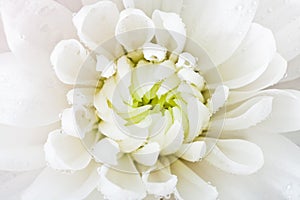 White flower head close up