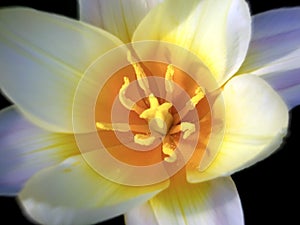 White flower head closeup