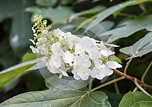 White flower head, oakleaf hydrangea