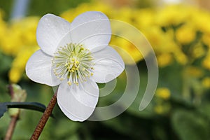 White flower of Helleborus Niger Christmas Rose