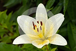 White Flower Of Hemerocallis With Drops Water In Summer Garden