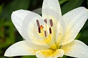 White Flower Of Hemerocallis With Stamen In Summer Garden