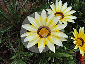 White flower, Himalaya mountains, India