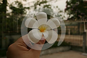 White flower hold with hand on green background