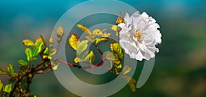 white flower horizontal background big size image rose