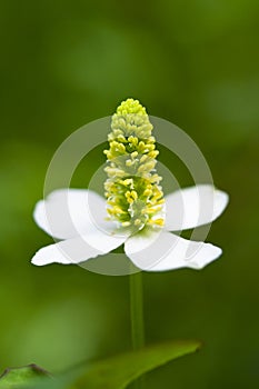 White flower of Houttuynia
