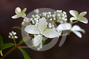 White flower from a hydrangea inflorescence.