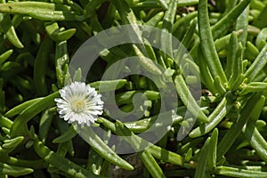 White flower of an ice plant delosperma basuticum