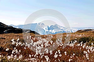 White flower with iceberg in ilulissat, greenland, jakobshavn