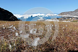 White flower with iceberg in ilulissat, greenland, jakobshavn