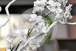 White flower Ikibana on a black background, bouquet in a glass vase, ebony, bouquet
