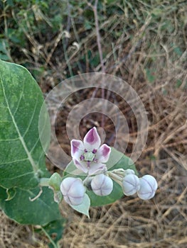 White Flower in Indian feald