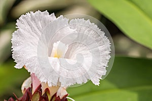 White flower, Indian Head Ginger Costus speciosus.