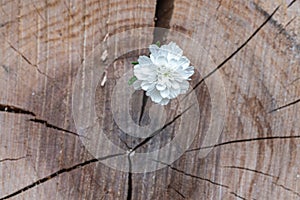 A white flower on an indistinct background of a thick tree cut