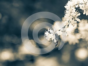 White Flower with insect and bokeh
