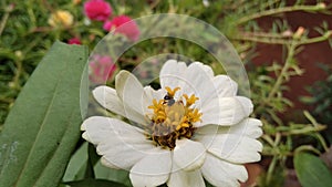 The white flower that the insect is seizing on photo