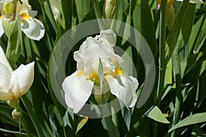 White flower of Iris germanica