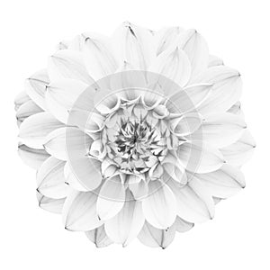 White flower isolated