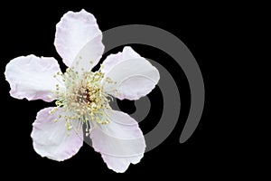 White flower isolated on white