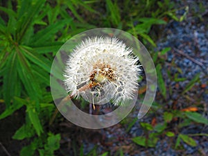 The white flower before its blows and spreads