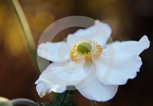 White flower of a japanese anemone Anemone hupehensis against