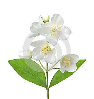 White flower (jasmine) isolated on white photo