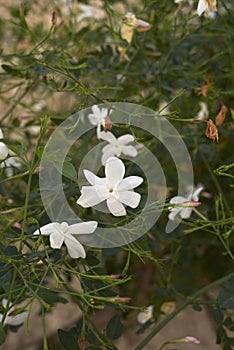 White flower of Jasminum grandiflorum shrub